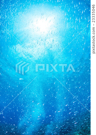 Larvae of sardines and sunshine 23335046