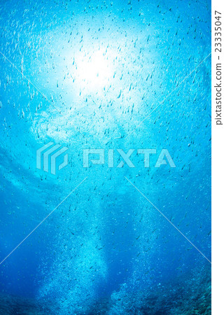 Larvae of sardines and sunshine 23335047