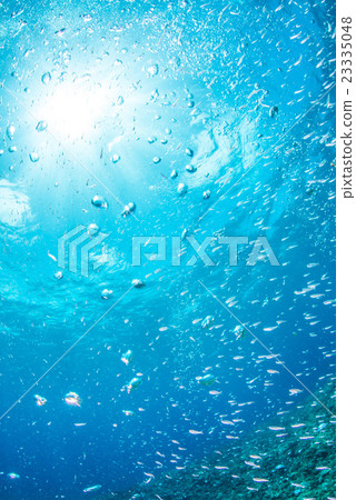 Larvae of sardines and sunshine 23335048