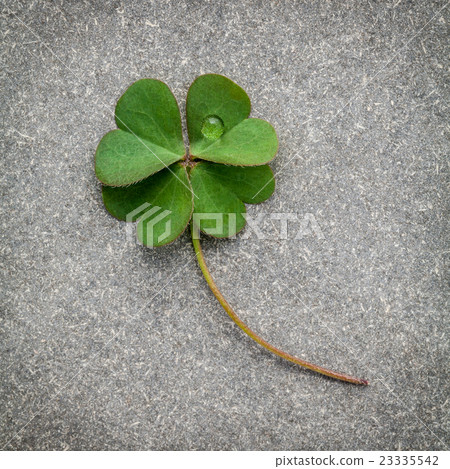 Clovers leaves on Stone Background. 23335542