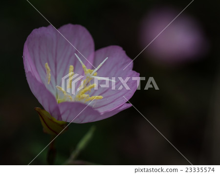 Cute hill throbbing 23335574