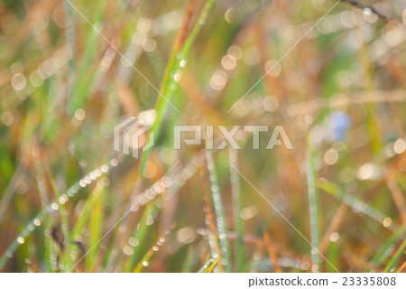 Dew drops on grass. Dew drops on grass. 23335808