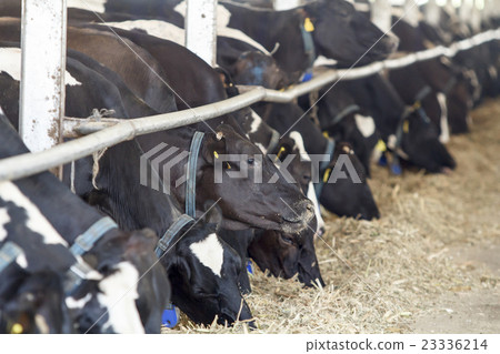 Feeding dairy cows in a farm 23336214