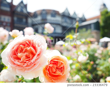 玫瑰園 玫瑰園 23336479