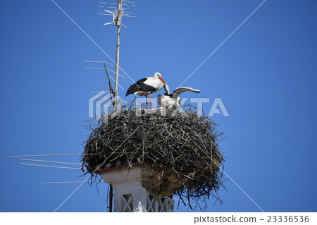 Portuguese stork 8 Portuguese stork 8 23336536
