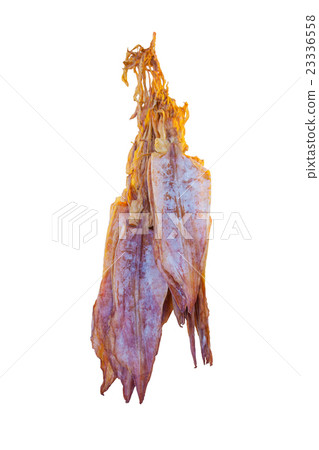 Big dry squid Big dry squid 23336558