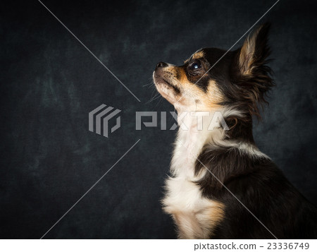 Chihuahua Chihuahua 23336749