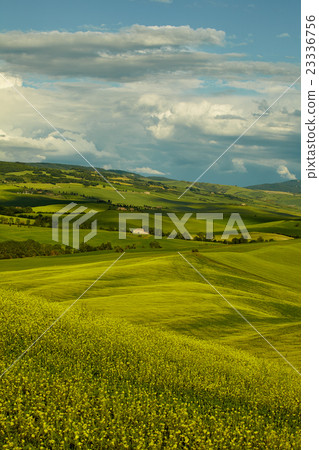 Green Tuscany hills 23336756