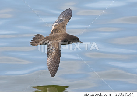 Hazi Boso Mizunagidri Flight 23337144