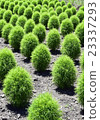 Arrangement of young grass grasses Vertical composition 23337293