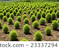 Alignment horizontal composition of young broom grass 23337294
