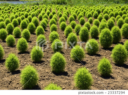 Alignment horizontal composition of young broom grass Alignment horizontal composition of young broom grass 23337294