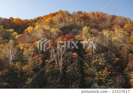 Autumn leaves of Mt. Forest Road Autumn leaves of Mt. Forest Road 23337617