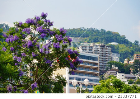 The Atami Town and Jacaranda 23337771