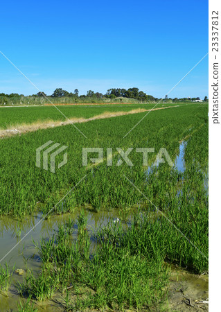 paddy field in the Albufera in Valencia, Spain 23337812