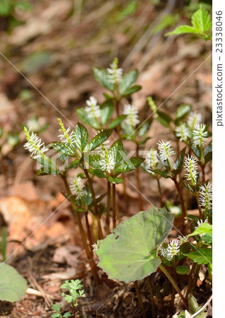 Hitoshizuka 23338046