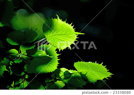 Fusasakura leaves are irregular serrated funny shapes 23338080