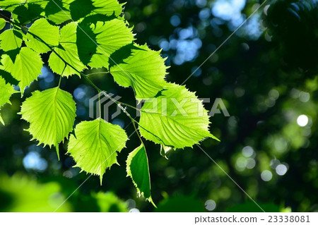 Fusasakura leaves are irregular serrated funny shapes 23338081