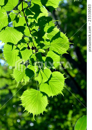 Fusasakura leaves are irregular serrated funny shapes 23338083
