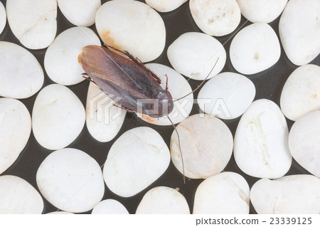Dead cockroach on the rocks 23339125