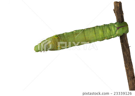 caterpillar on white background caterpillar on white background 23339126