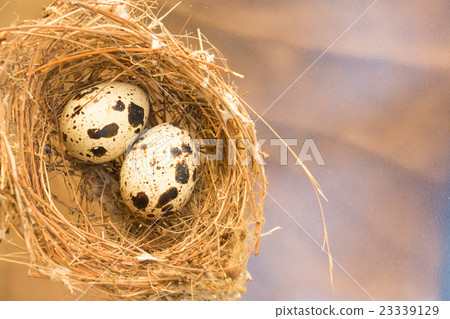 quail eggs in a nest close-up quail eggs in a nest close-up 23339129