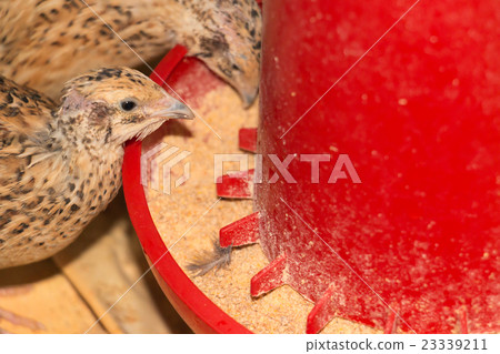 quails in cages at the poultry farm 23339211