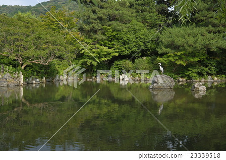 Maruyama Park Gourd's Pond Egret 23339518