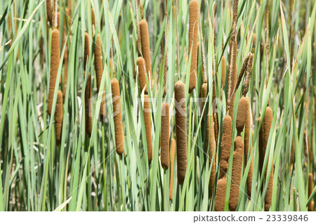 炎熱的夏日聚集的蜥蜴 23339846