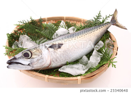 鯖魚 鯖魚 23340648
