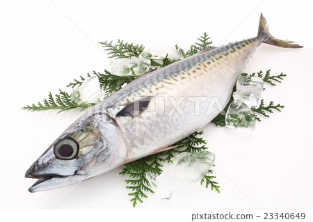  鯖魚 23340649
