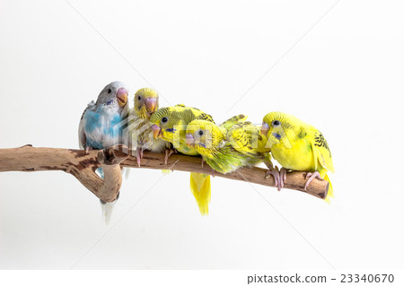 Chick Budgie, Budgarigar Bird Chick Chick Budgie, Budgarigar Bird Chick 23340670