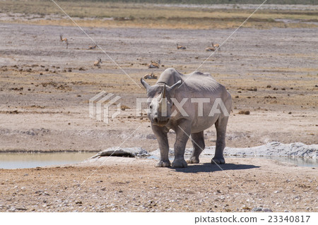 Rhino Rhino 23340817