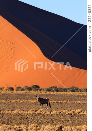Sossusvlei dunes 23340823