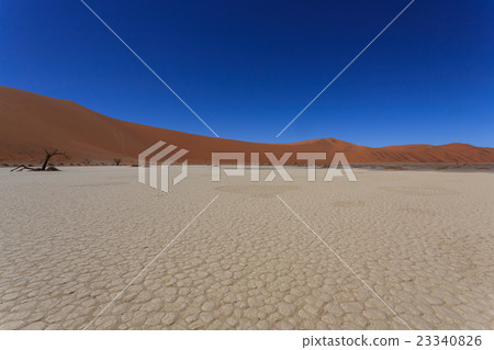 Death tree Hidden Vlei 23340826