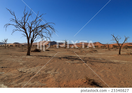 Death tree Hidden Vlei 23340827