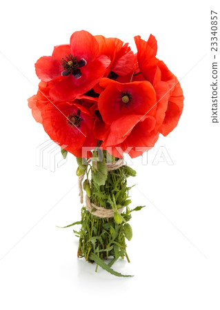 Wild poppies. Wild poppies. 23340857
