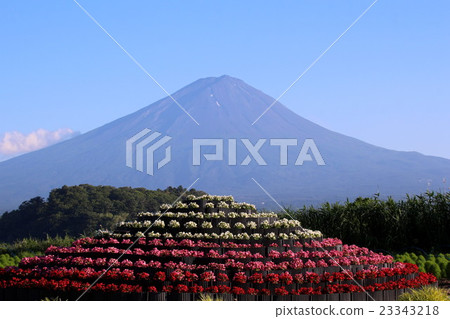 Flower bed and Mt. Fuji of Begonia 23343218