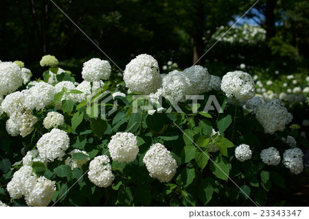 Hyogo Prefecture Kobe City, hydrangea garden at the forest botanical garden at the rainy season Hyogo Prefecture Kobe City, hydrangea garden at the forest botanical garden at the rainy season 23343347