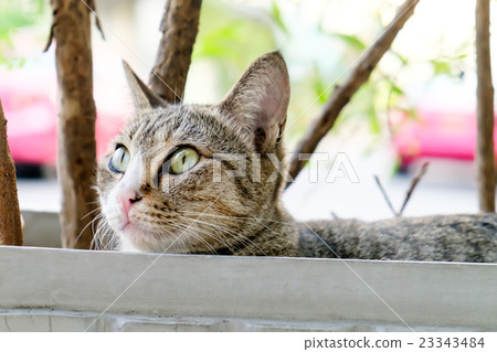 Street cat in Bangkok. Street cat in Bangkok. 23343484