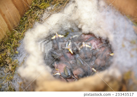 Chicks of tits after five days of hatching 23343517