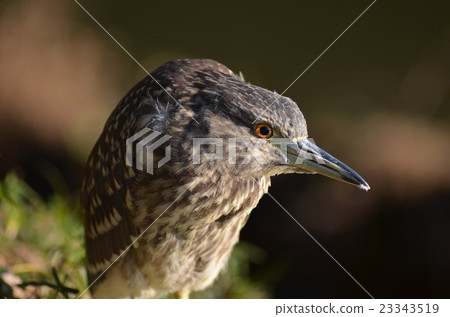 Hoshigoi Hoshigoi 23343519