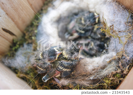 Chicks of a tits nine days after hatching 23343543