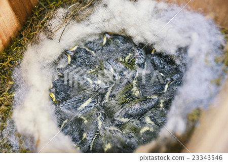 孵化後十天的山雀小雞 23343546