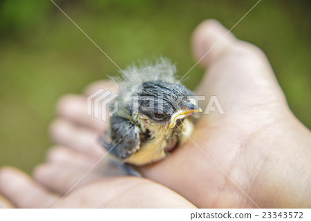 孵化後十天，泰迪熊小雞在掌上 23343572