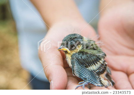 孵化後十天，泰迪熊小雞在掌上 23343573