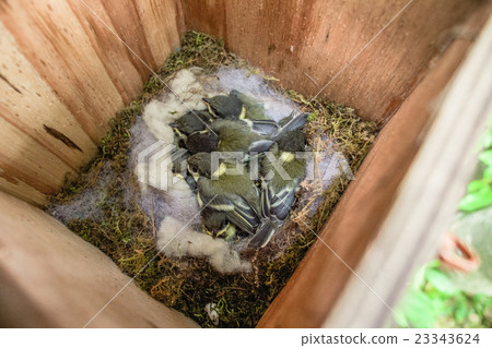 Chicks of tits after 15 days of hatching Chicks of tits after 15 days of hatching 23343624