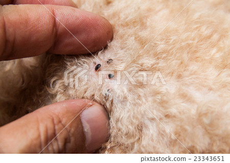 Closeup of mite and fleas infected on dog fur skin 23343651