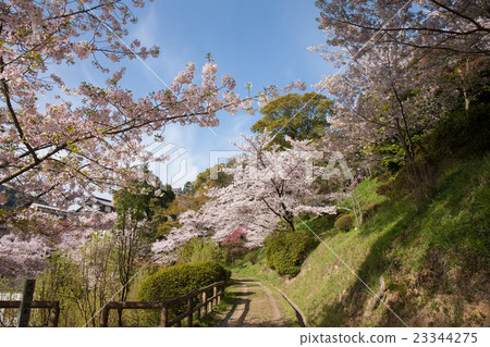 Come in Kanpira in spring Come in Kanpira in spring 23344275