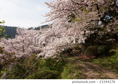Come in Kanpira in spring Come in Kanpira in spring 23344276